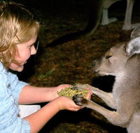 Discovery Bay's Walk on the Wild Side - Accommodation Redcliffe