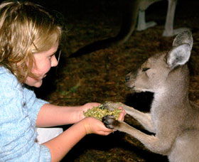 Discovery Bay's Walk On The Wild Side - Accommodation Redcliffe 0