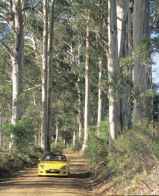 Scotsdale Tourist Drive - Accommodation Redcliffe 0