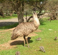 Minlaton Fauna Park - Accommodation Redcliffe