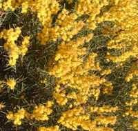 Dalwallinu Remnant Bushland - Accommodation Redcliffe
