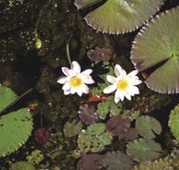 Parry Lagoons Nature Reserve - Accommodation Redcliffe