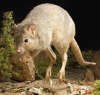 Kanyana Wildlife - Accommodation Redcliffe