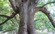 Golden Valley Tree Park - thumb 2