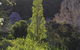 Golden Valley Tree Park - thumb 3