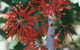 Golden Valley Tree Park - thumb 4