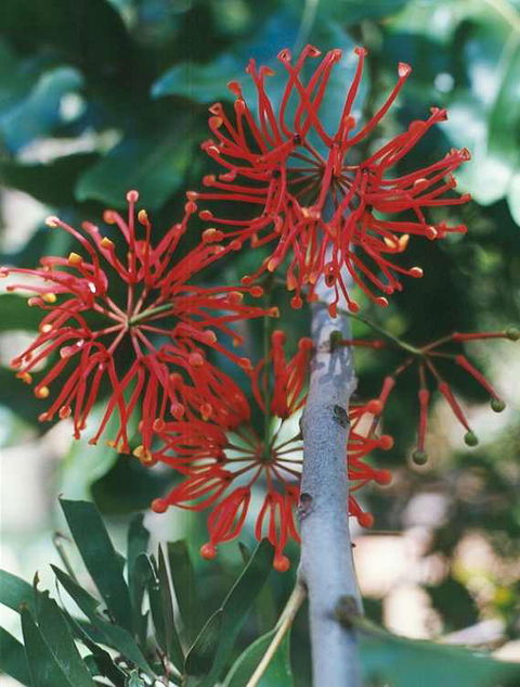 Golden Valley Tree Park - Accommodation Redcliffe 4