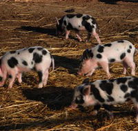 Will's Rare Breeds Farm - Accommodation Redcliffe