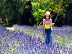 Brayfield Park Lavender Farm - Accommodation Redcliffe 0