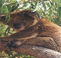Mikkira Station - Accommodation Redcliffe