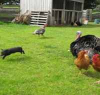 Echo Farm - Accommodation Redcliffe
