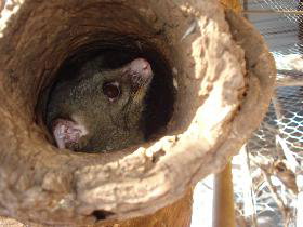 Mulga Sanctuary And Wildlife Park - Accommodation Redcliffe 0