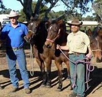 Coffin Bay Brumby Preservation Society Incorporated - Accommodation Redcliffe