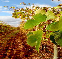 Mirabella Vineyards - Accommodation Redcliffe