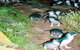 Penneshaw Penguin Centre - thumb 0