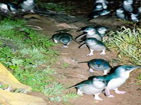 Penneshaw Penguin Centre - Accommodation Redcliffe 0