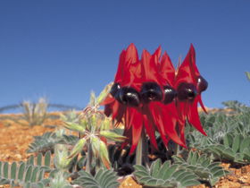 Alan Mclellan Lookout - Accommodation Redcliffe 0