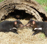 Wing's Wildlife Park - Accommodation Redcliffe