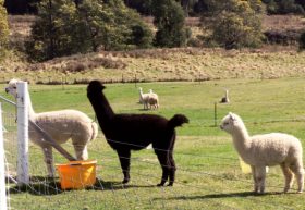 Maydena Country Cabins Accommodation & Alpaca Stud - Accommodation Redcliffe 0