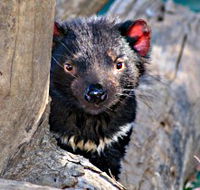 Trowunna Wildlife Sanctuary - Accommodation Redcliffe