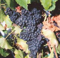 Darlington Vineyard - Accommodation Redcliffe
