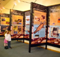 Platypus Experience - Accommodation Redcliffe