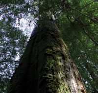Styx Big Tree Reserve - Accommodation Redcliffe