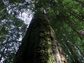 Styx Big Tree Reserve - Accommodation Redcliffe 0