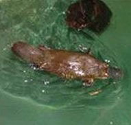 Platypus House - Accommodation Redcliffe