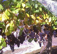 Palmara Vineyard - Accommodation Redcliffe