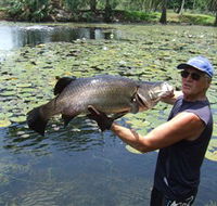 Barra Feeding - Accommodation Redcliffe