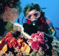 Cook Island Dive Site - Accommodation Redcliffe