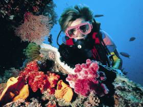 Cook Island Dive Site - Accommodation Redcliffe 0