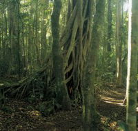 Lamington National Park Binna Burra Section - Accommodation Redcliffe