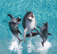 Sea World - Accommodation Redcliffe