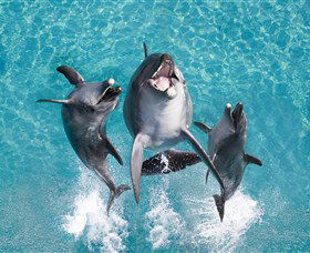 Sea World - Accommodation Redcliffe 0