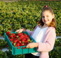 Strawberry Fields - Accommodation Redcliffe