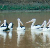 Pelican Point - Accommodation Redcliffe