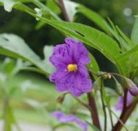 Alpha Native Flower Garden - Accommodation Redcliffe