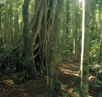 Mount Bithongabel - Accommodation Redcliffe