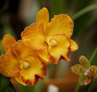 Queens Park - Orchid House - Accommodation Redcliffe