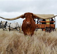 Texas Longhorn Wagon Tours and Safaris - Accommodation Redcliffe