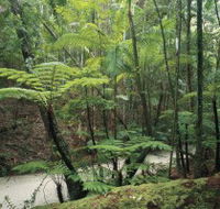 Fraser Island Great Walk - Accommodation Redcliffe