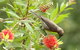 Birdwatching In Dysart - thumb 0