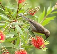 Birdwatching in Dysart - Accommodation Redcliffe