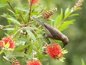 Birdwatching In Dysart - Accommodation Redcliffe 0