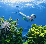 Wheeler Reef Dive Site - Accommodation Redcliffe