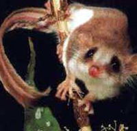 Carrowong Fauna Sanctuary - Accommodation Redcliffe