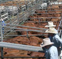 Dalrymple Sales Yards - Cattle Sales - Accommodation Redcliffe