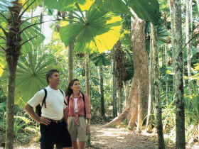 Licuala State Forest - Accommodation Redcliffe 0